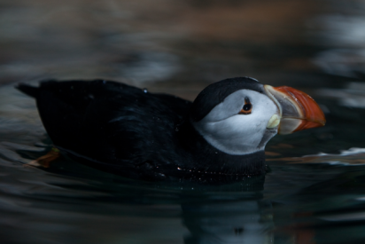 Puffins, Image Courtesy of the Biodome